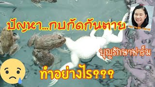 ปัญหากบกัดกันตาย......ทำอย่างไรดี?? | บุญรักษาฟาร์ม 30/9/2563