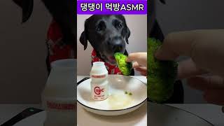 이게바로 진정한 댕댕이 먹방 ASMR