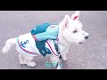 ウエスティがリュックを背負ってお散歩 westie s walking with a rucksack