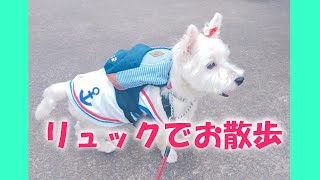 ウエスティがリュックを背負ってお散歩 Westie's walking with a rucksack