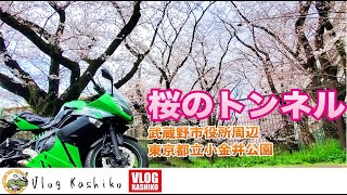 【モトブログ】#85　桜満開！桜のトンネルを走る！【Ninja400R】【小金井公園】