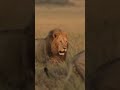 the two rock males  lions  in maasai mara