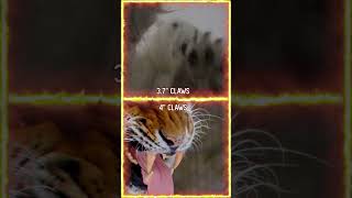 Polar Bear VS Siberian Tiger