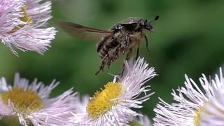 Gametis jucunda,floral chafer,コアオハナムグリ