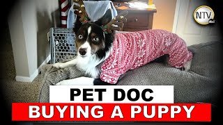 Pet Doc - Part 1 - What to know when bringing home a puppy