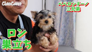 ロン巣立ち【ヨークシャーテリア専門犬舎チャオカーネ】