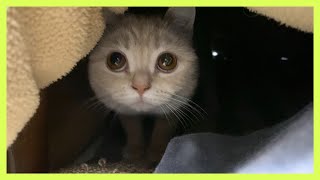 猫にこたつを占領されました…！こたつの中の猫は2倍可愛くなれる！《The cat in the kotatsu is cute！》Cute animals