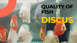 Quality Of Fish Discus || Wonderful Fishes ||