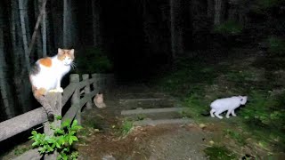 山道を誘導してくれた茶トラと三毛猫について行ったら怖い道へ導かれた👻