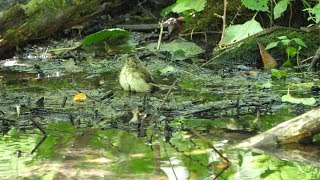 河口湖フィールドセンターのキビタキ（幼鳥）とヤマカガシ　その１（4K60P動画）