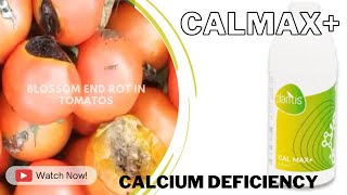 Use CALMAX+ for calcium deficiency | Control blossom end rot #agriculture  #liquidfertilizer