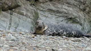 Another Atlantic Grey Seal  and her pup, this one is only one day old, Cwmtydu beach