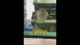 【視線‥】#プロトプテルスアンフィビウス#肺魚#古代魚#かわいい#いやし #ほっこり #水槽 #のんびり