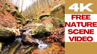 nature 4K 536 🌳 Nature Scene Video