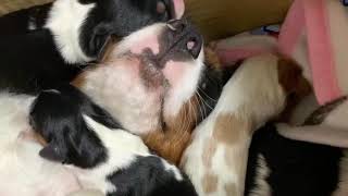 キャバリア　ミルクと赤ちゃん　生後２日　子犬　親子　Cavalier King Charles Spaniel puppy    キャバリア　カル＆ミル