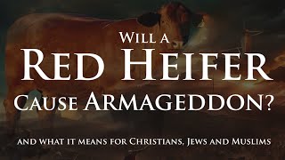 Will a Red Heifer Cause Armageddon in May 2024