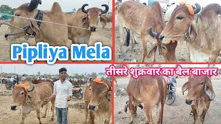 👌#पिपल्या_मेला || बैल बाजार वीडियो तीसरे शुक्रवार का || Nimadi Khargon Bailjodi || Gaupremi Kisan 👍