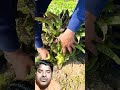 harvesting asparagus lettuce farming viralvideo shorts garden vegetables gardening satisfying