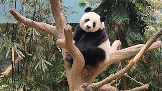 20240201 Giant Panda Jia Jia 嘉嘉 lunch \u0026 nap time @ River Wonders 新加坡河川生态园