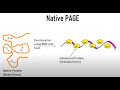 Native PAGE : Polyacrylamide gel electrophoresis II Protein Electrophoresis