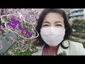 【rei s days】sakura2021 scenery video of koisikawa botanical garden