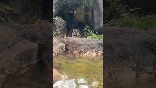 上野動物園 スマトラトラさん