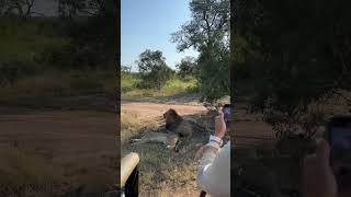 Viewing lions on safari at Royal Malewane Lodge in Greater Kruger, South Africa. #luxurysafari