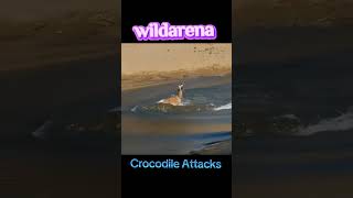 Crocodile attack 🙄 # animal attack #wildlife #crocodileattack #animals #wildlifebattle #survival