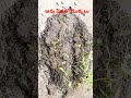 ఆవుపేడ లో విత్తనాలు చల్లుకోవచ్చా natural manure