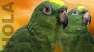 Loro Saluda a sus Fans - Muy chistoso | Parrots saying hello to their fans!