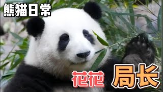 熊猫日常，花花局长走马上任，掌声欢迎花局闪亮登场#panda #百科 #萌宠 #熊猫 #花花