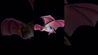 The Astonishing Speed of the Brazilian Freetailed Bat! 🦇💨