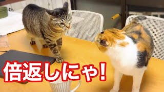 そーっと背後に回り さっきやられた仕返しをする猫