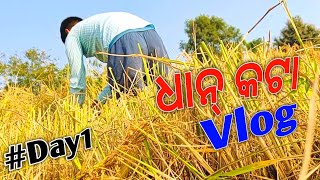 ଧାନ୍ କଟା Vlog 🌾🐄//Farmer Lifestyle Vlog//Sambalpuri Vlog//SBP Dubbing