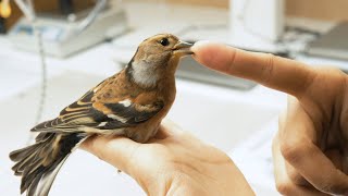 Bird Ringing  \