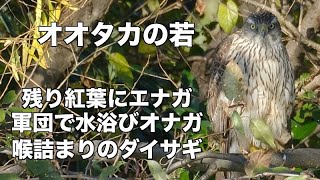 オオタカの若が居た 可愛いエナガもいる 水元公園野鳥