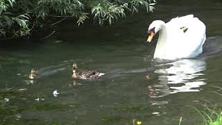 Ruzie tussen zwaan-moeder en eend-moeder in het Bonairepark in Hoogvliet