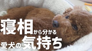 可愛い寝相から分かる愛犬の気持ち♪睡眠中に見られる仕草。