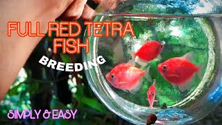 Tetra Fish Breeding | Tamil | Simply & Easy | Aadhi Aqua Vlog