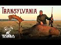 Mass-Rut Monster Fallow Deer Hunt in Romania!