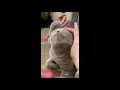 Cat Closes Its Eyes and Enjoys Some Relaxing Head Rubs as It Purrs