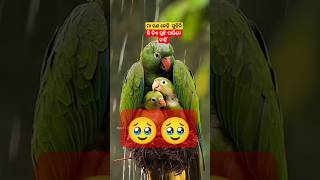 ମା ଠୁ ବଡ଼ କିଛି ନାହିଁ #treding #naturesong tu mo akhira tara#animals #