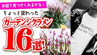 お店で見つけられるかな？ちょっと変わったガーデンシクラメン16選！