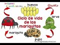 El ciclo de vida de la Mariquita o Chinita