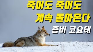 죽어도 죽어도 되돌아오는 좀비 코요테, 누구냐 넌?!