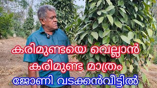 Papper Karimuda#agriculture#Antony Muniyara Vlogs