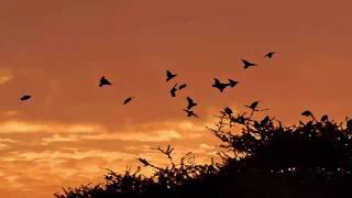 تغريد الطيور اصوات الطبيعة الهادئة  - Morning Birds