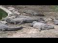 ভহংকর কুমিরের রাজ্য চেন্নাই madras crocodile bank trust chennai dangerous crocodile