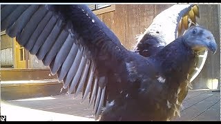 Turkey Vulture Juvenile, from chick to fledge