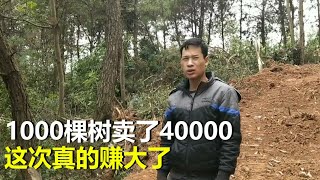 1000棵按树卖了4万块，平均一棵40，赚大了【农家小劳】